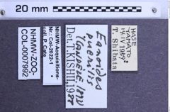 Etiketten zu Selatosomus puerilis (NHMW-ZOO-COL-0007992)